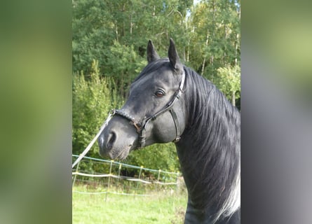 Partbred árabe, Semental, 12 años, 154 cm, Pío