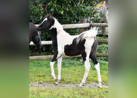 Partbred árabe, Semental, 1 año, 153 cm, Tovero-todas las-capas