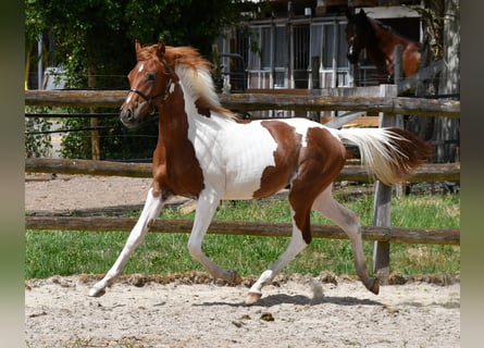 Partbred árabe, Semental, 1 año, 156 cm, Tobiano-todas las-capas