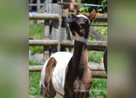 Partbred árabe, Semental, Potro (05/2025), 153 cm, Tovero-todas las-capas