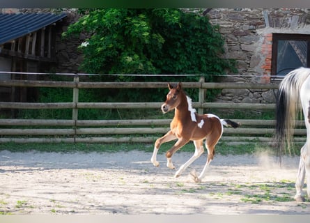 Partbred árabe, Semental, Potro (05/2025), 156 cm, Tobiano-todas las-capas