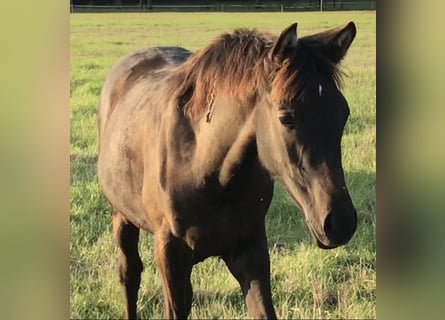 Partbred árabe, Yegua, 1 año, Tordillo negro