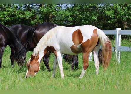 Partbred árabe, Yegua, 2 años, 163 cm, Pío