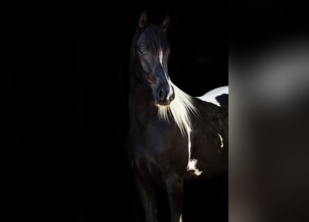 Partbred árabe, Yegua, 4 años, Tobiano-todas las-capas