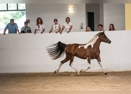 Partbred árabe, Yegua, 5 años, 155 cm, Tobiano-todas las-capas