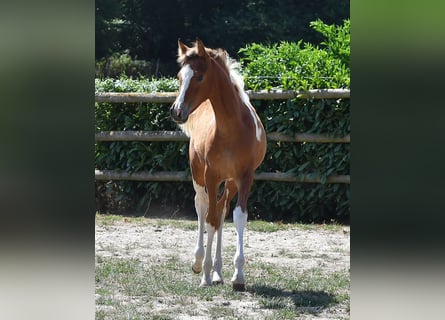 Partbred árabe, Yegua, Potro (04/2026), 154 cm, Tobiano-todas las-capas