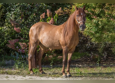 Paso Fino, Caballo castrado, 16 años, 141 cm, Alazán