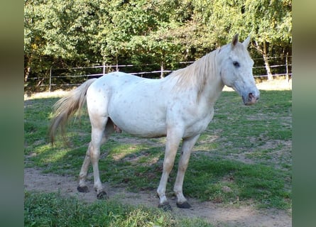 Paso Fino, Caballo castrado, 19 años, 142 cm, Atigrado/Moteado