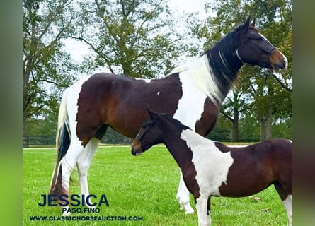 Paso Fino, Caballo castrado, 2 años, 142 cm, Tobiano-todas las-capas