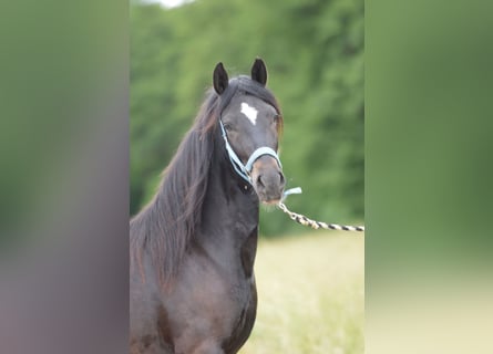 Paso Fino, Caballo castrado, 2 años, 145 cm, Negro