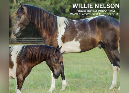 Paso Fino, Caballo castrado, 5 años, 142 cm, Tobiano-todas las-capas