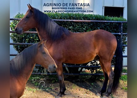 Paso Fino, Caballo castrado, 8 años, 142 cm, Castaño rojizo