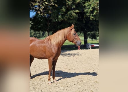 Paso Fino, Gelding, 5 years, 14 hh, Chestnut-Red