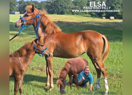 Paso Fino, Giumenta, 1 Anno, 142 cm, Sauro ciliegia