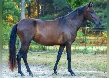 Paso Fino, Giumenta, 2 Anni, 137 cm, Baio scuro