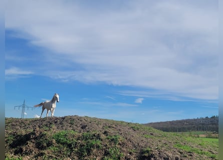 Paso Fino, Giumenta, 2 Anni, 150 cm