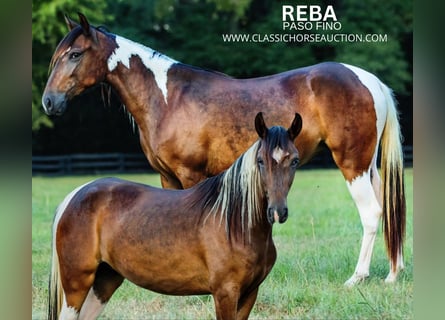 Paso Fino, Giumenta, 3 Anni, 132 cm, Baio ciliegia