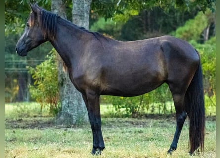 Paso Fino, Giumenta, 4 Anni, Morello