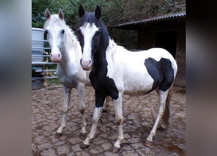 Paso Fino Mix, Hengst, 2 Jaar, 146 cm, Gevlekt-paard