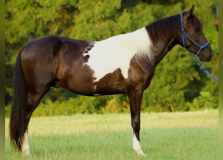Paso Fino, Hengst, 3 Jaar, 140 cm, Gevlekt-paard