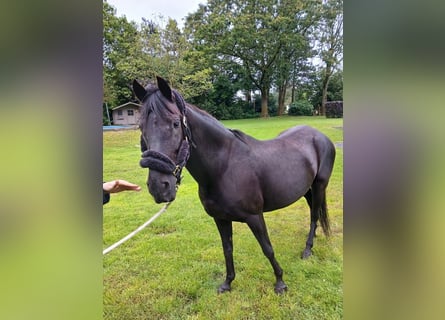 Paso Fino, Jument, 11 Ans, 140 cm, Noir