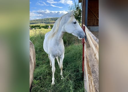 Paso Fino, Klacz, 2 lat, 150 cm