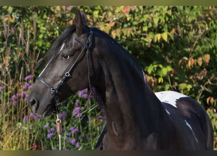 Paso Fino, Mare, 11 years, 14,1 hh, Pinto