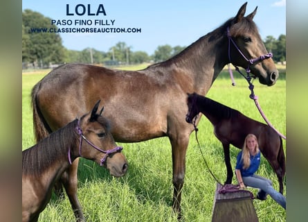 Paso Fino, Mare, 1 year, 14 hh, Bay