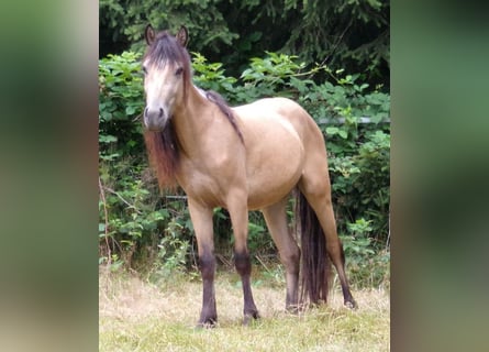 Paso Fino Mix, Mare, 4 years, 11.2 hh, Buckskin