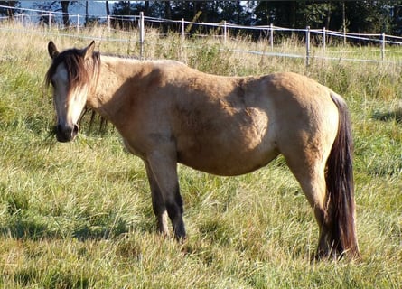 Paso Fino Mix, Mare, 4 years, 11,2 hh, Buckskin