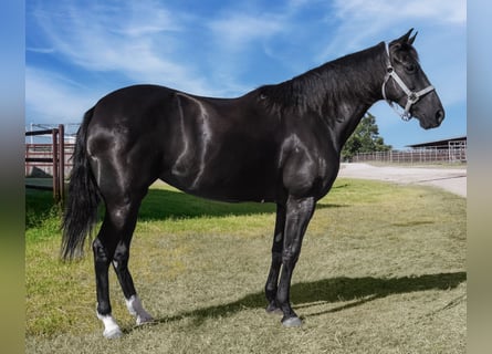 Paso Fino, Merrie, 6 Jaar, 141 cm, Zwart