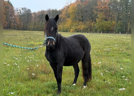 Paso Fino, Ruin, 2 Jaar, 143 cm, Zwart