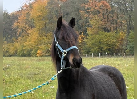 Paso Fino, Ruin, 2 Jaar, 143 cm, Zwart