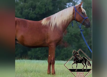 Paso Fino, Semental, 2 años, Alazán rojizo
