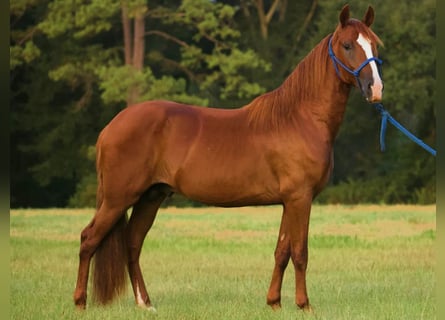 Paso Fino, Stallion, 2 years, 13.1 hh, Sorrel