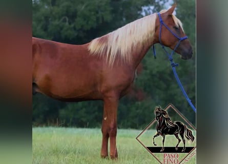 Paso Fino, Stallion, 2 years, Sorrel