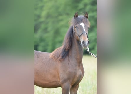 Paso Fino, Stallone, 1 Anno, 148 cm, Baio