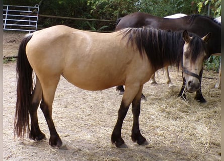 Paso Fino Mix, Stute, 4 Jahre, 120 cm, Buckskin