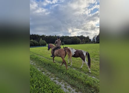 Paso Fino, Stute, 5 Jahre, 142 cm