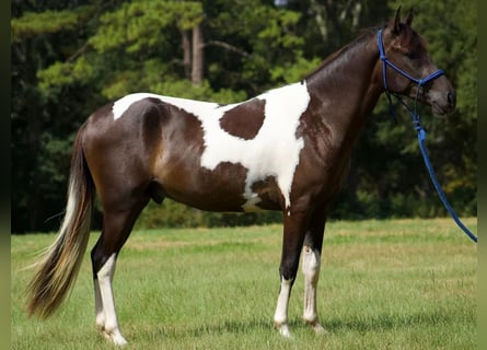 Paso Fino, Wałach, 3 lat, 142 cm, Srokata