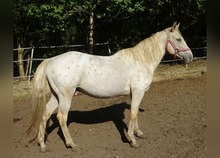 Paso Fino, Wallach, 19 Jahre, 142 cm, Tigerschecke