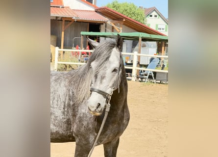 Paso Fino, Wallach, 6 Jahre, 145 cm, White