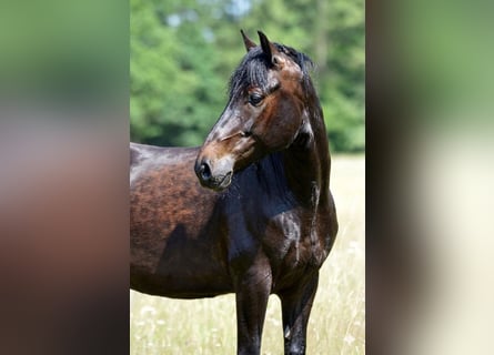 Paso Fino, Wallach, 6 Jahre, 148 cm, Schwarzbrauner