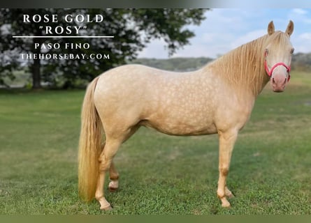 Paso Fino, Yegua, 9 años, 137 cm