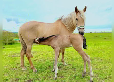 Paso Iberoamericano, Hengst, 1 Jaar, Falbe