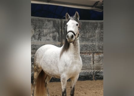 Paso Iberoamericano, Stute, 14 Jahre, 166 cm, Schimmel