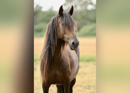 Paso Peruano, Merrie, 10 Jaar, 147 cm, Bruin