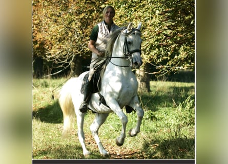 Arabian horses, Stallion, 27 years, 15,2 hh, Grey-Fleabitten