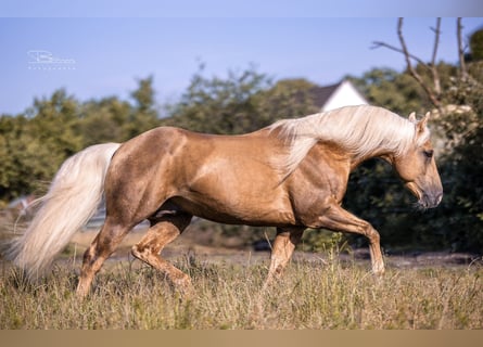 American Quarter Horse, Stallone, 15 Anni, 152 cm, Palomino