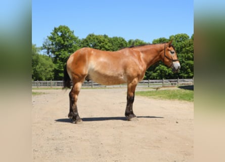 Percherón Mestizo, Caballo castrado, 10 años, 163 cm, Castaño rojizo